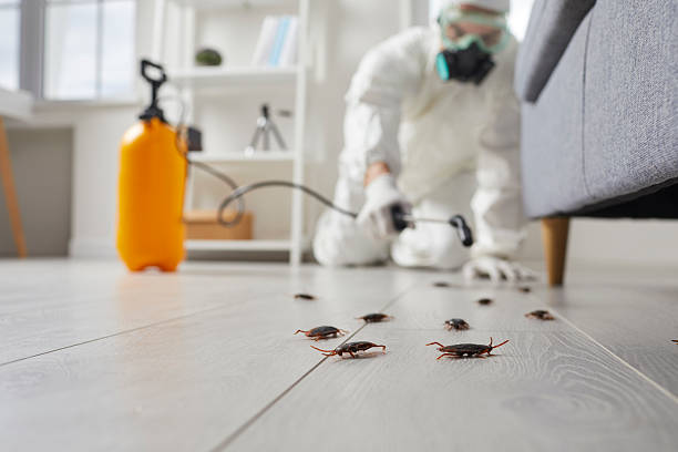 Commercial Rodent Management in Kittredge